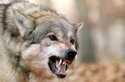 V središču mesta volk ugriznil žensko