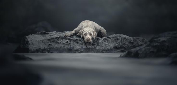 S to fotografijo je Nika Kuplenk Golobič osvojila prvo nagrado v kategoriji psi na prostem. | Foto: Nika Kuplenk Golobič