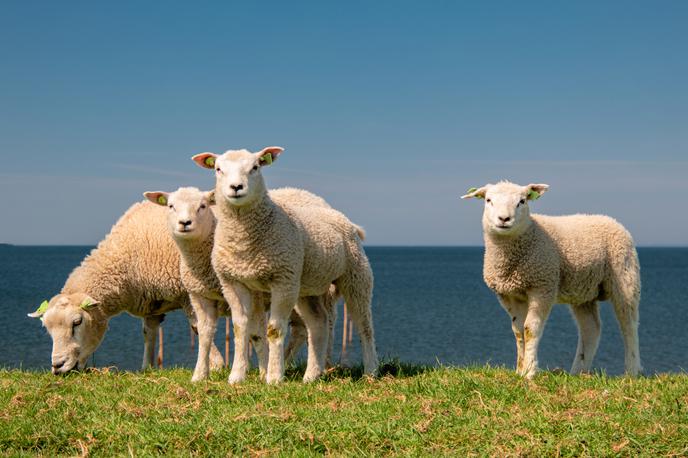Ovca, ovce | Foto Shutterstock