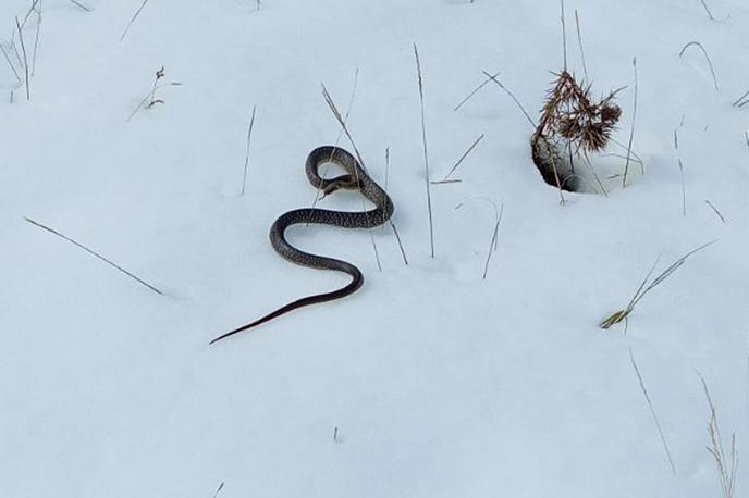 Kača v Srbiji na snegu | Prizor, ki bi ga pričakovali v toplih mesecih, ne pa sredi beline, je zmedel domačine. | Foto FB/Radio televizija Kuršumlija