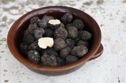 Nabiranje tartufov ni več prepovedano