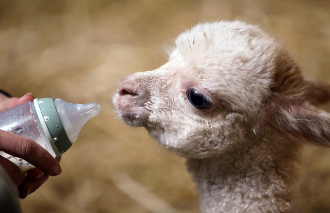 Alpaka Marie se je skotila brez zadnjih dveh nog. Ob rojstvu je izgubila mamo in sestro ter tako postala sirota.  | Foto: Reuters