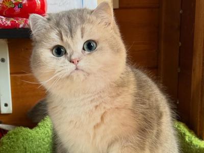 To je najlepša mačka Italije