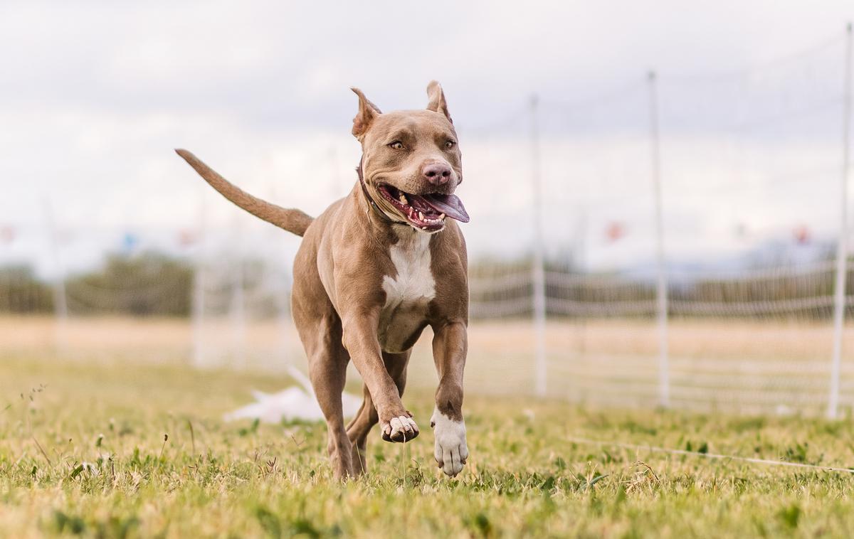 Ameriški pit bull terier, pasma, pes | Slika je simbolična. | Foto Shutterstock