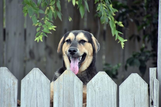 Pes je vedno tudi dober čuvaj. | Foto: Getty Images