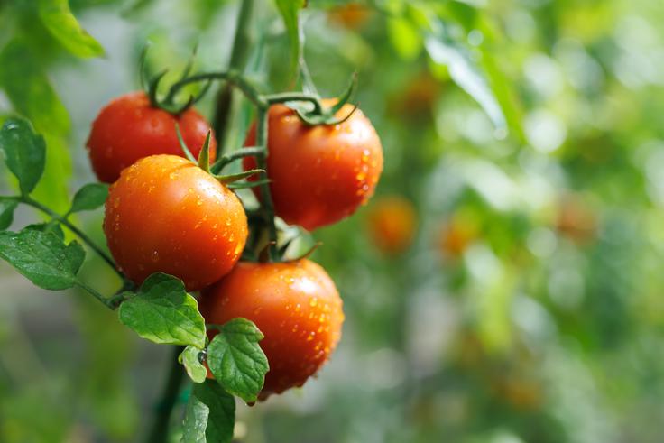 V rastlinjaku najprej, nekje v sredini aprila, posadite paradižnik. | Foto: Shutterstock