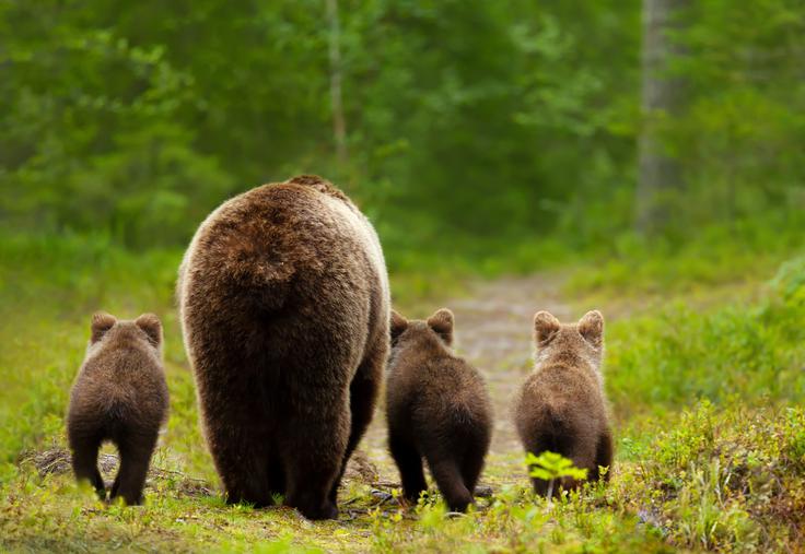 medved, rjavi medved, ursus ursus | Foto: Shutterstock