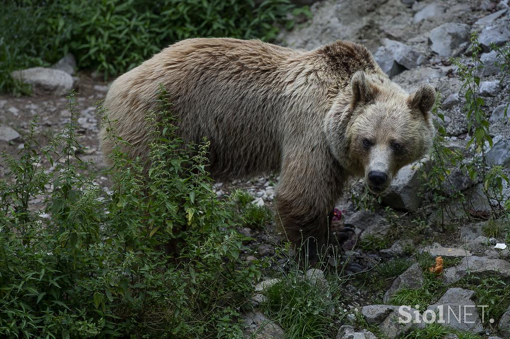 Živali v ljubljanskem živalskem vrtu se hladijo s sladoledom