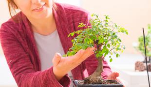 Kako pravilno poskrbeti za majhen in hkrati mogočen bonsaj?
