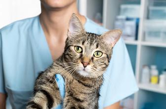 Dejstva o mačkah, za katera si veterinarji želijo, da jih veste