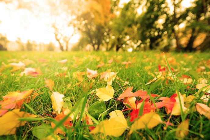 zelenica jeseni | Foto Thinkstock