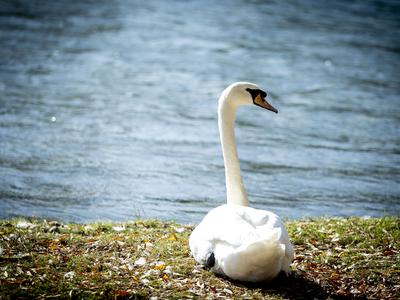 Pri labodu v občini Lenart potrdili ptičjo gripo