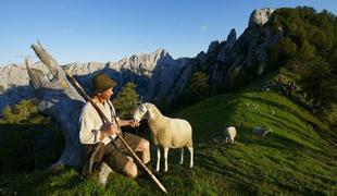 Dan mehke mobilnosti in festival ovčje volne