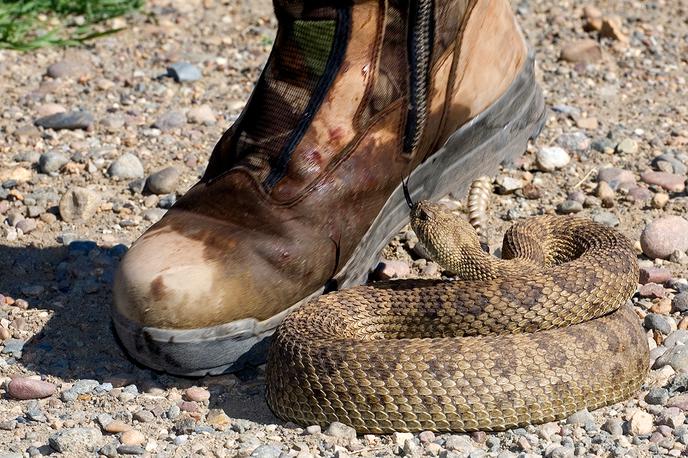 Kača. Ugriz. | Kmetje, ki biologijo in ekologijo kač bolje poznajo, imajo do njih tudi rahlo bolj pozitivna stališča, kar po mnenju Konc kaže na pomen izobraževanja in ozaveščanja. | Foto Thinkstock