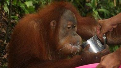 Med orangutani na Sumatri