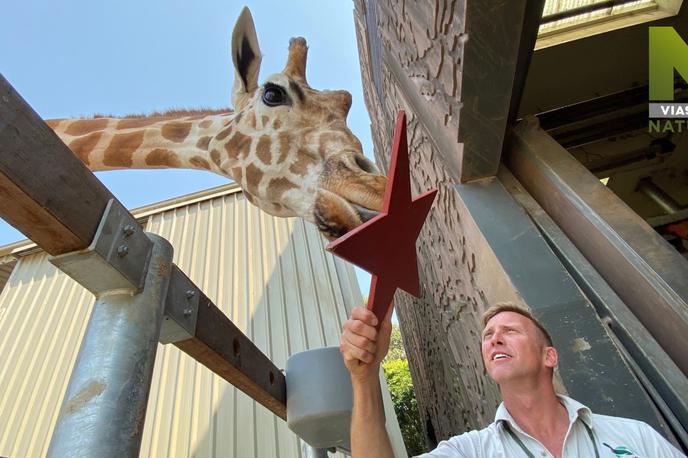 December 2020 na Viasat Nature | Dokumentarna serija Živalski vrt Taronga  nam bo predstavila enega od najslavnejših živalskih vrtov na svetu. | Foto Cineflix