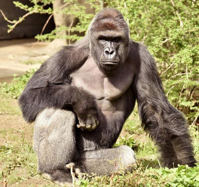 Posebej zahtevna naloga za skrbnike živalskih vrtov je zaščita velikih opic, zato ker se okužba dihalnih poti lahko nanje prenese tudi od ljudi (fotografija je simbolična). | Foto: Reuters