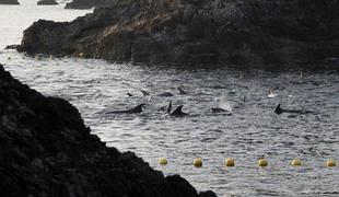 Japonci branijo pobijanje delfinov (video)