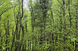 Radoboj: od najstarejšega fosila vinske trte do sodobnega prejema za sožitje z naravo