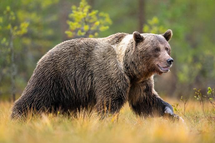 medved, rjavi medved, ursus ursus | Del javnost v razpravah o upravljanju s populacijo medveda nasprotuje odstrelu medvedov in kot alternativo predlaga rešitve, kot sta kontracepcija in prepoved krmljenja medvedov. Stroka je do teh rešitev zadržana. | Foto Shutterstock
