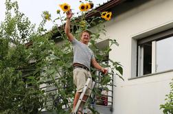 Ljubljančan na svojem vrtu vzgojil sončnico velikanko