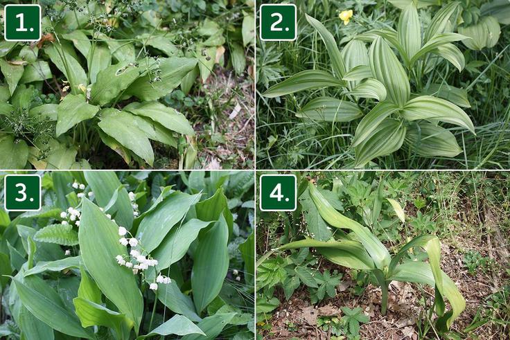 Rastline, med katerimi morate znati razlikovati: 1. čemaž, 2. bela čmerika, 3. šmarnica, 4. jesenski podlesek | Foto: 