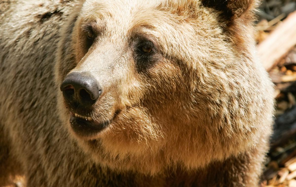 rjavi medved | Medvedi so po navedbah zavoda za gozdove letos povzročili za okoli 42 tisoč evrov škode. Na zavodu so zabeležili tudi en neposredni napad medvedke na starejšo gospo v Želimljah. | Foto STA