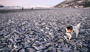 Na obalo Norveške naplavilo več ton mrtvih rib