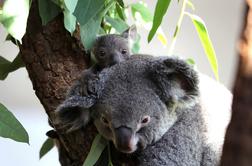 Avstralija koale razglasila za ogroženo vrsto #video