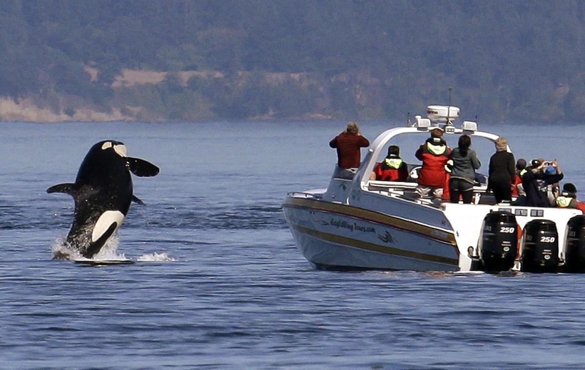 orka | Po mnenju znanstvenikov ni ničesar, kar bi kazalo na načrtno agresivno vedenje, četudi povzroči precejšnjo materialno škodo in pa seveda velik strah pri članih posadke. Fotografija je simbolična. | Foto Guliverimage