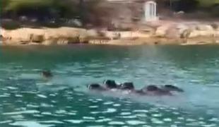 Na hrvaškem otoku invazija divjih svinj. "Več jih je kot prebivalcev."