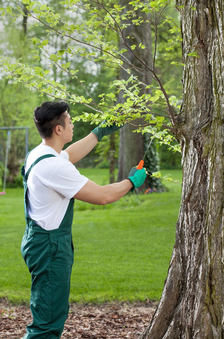 obrezovanje drevja | Foto: Thinkstock