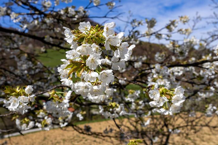 Pomlad je najboljši čas za pohod S klopce na klopco. | Foto: Matej Podgoršek