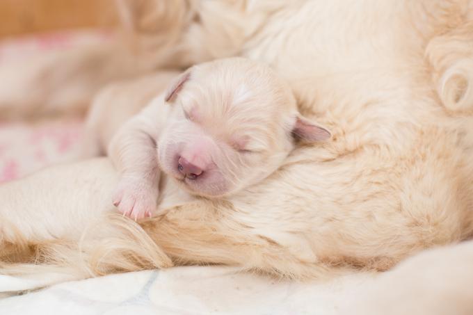 pes, kuža, hišni ljubljenček, mladiček | Foto: Shutterstock