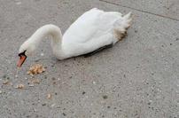 Labodko Oli preganjali v vodo: utrpela je hudo poškodbo