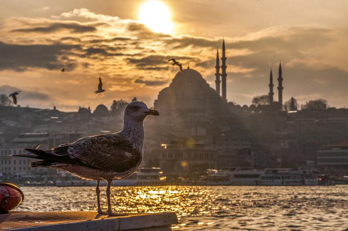 Miha Zajc je navdušen nad življenjem v Istanbulu. | Foto: Pixabay
