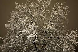 Kje je ponoči padal sneg in kdaj bo padal znova?