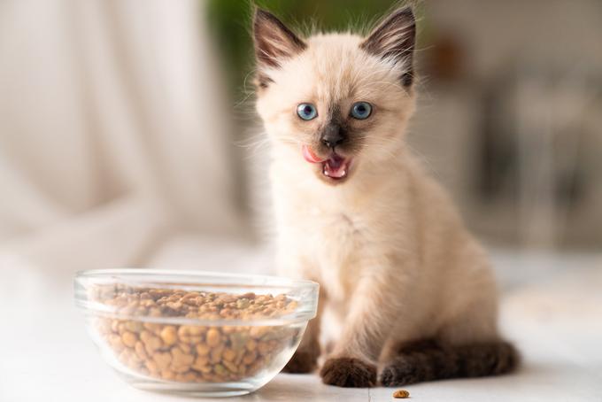 siamska mačka | Foto: Shutterstock