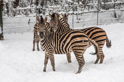 V ljubljanskem živalskem vrtu so ob mrazu poskrbeli za živali