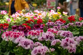 Eurogarden