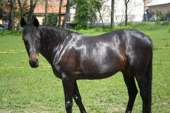 Konj | 14-letni Maxi je v svojem življenju pretrpel marsikaj. | Foto Društvo za zaščito konj