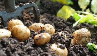 Sodišče EU razveljavilo dovoljenje za gensko spremenjen krompir