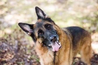 Zakaj psi obračajo glavo, ko govorite z njimi?