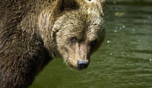 Preobrat: "slovenska" medvedka ni ubila tekača v Italiji