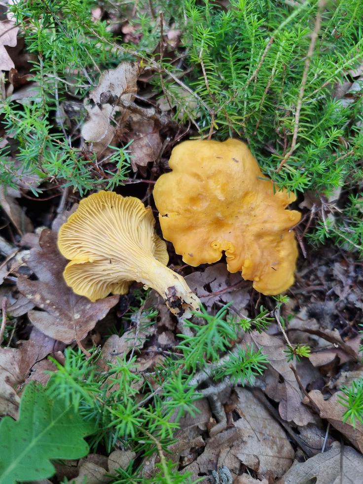 Nekatere gobe rastejo v sožitju z drevesi. "So fizično povezane in si izmenjujejo hranilne snovi," je pojasnil naš sogovornik. Na fotografiji je Navadna lisička, nobene možnosti za neljubo zamenjavo. | Foto: Jože Podboj, osebni arhiv