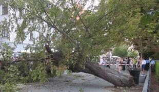 Podrto drevo ob Ljubljanici: deblo se je prelomilo pol metra pod tlemi