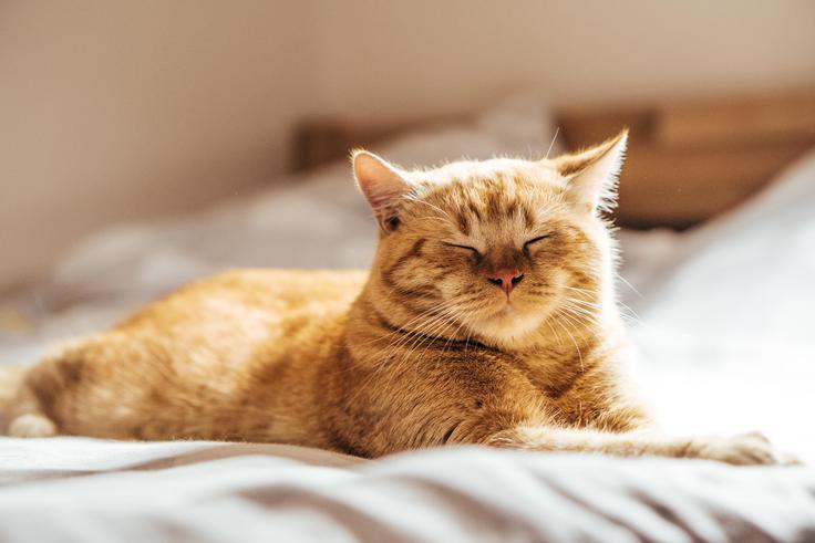 maček, mački | Foto: Shutterstock