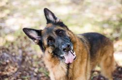 Zakaj psi obračajo glavo, ko govorite z njimi?