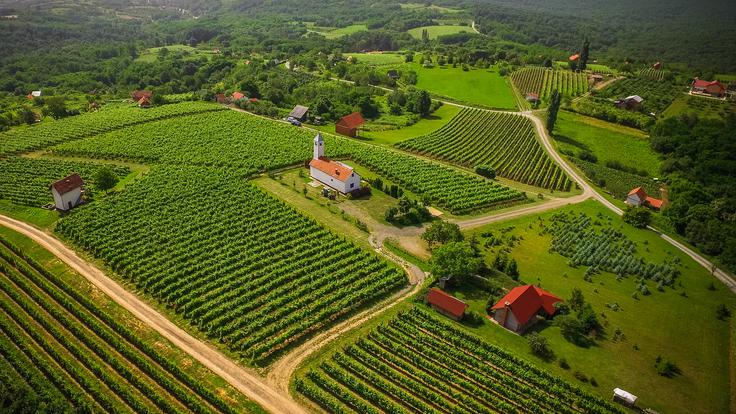 Vinogradi v Medžimurju | Foto: HTZ