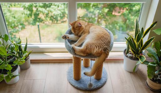 Razvezani zakonci si bodo lahko delili skrbništvo nad hišnimi ljubljenčki